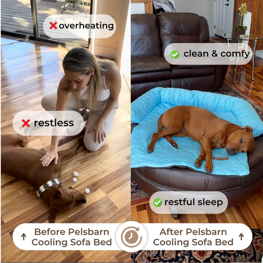 Cooling Dog Bed