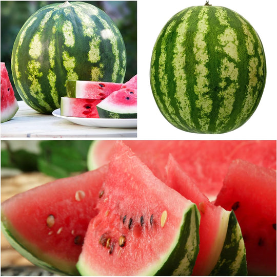 🍉Sjemenke rubin lubenice u lončanicama🌱✨