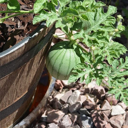 🍉Sjemenke rubin lubenice u lončanicama🌱✨