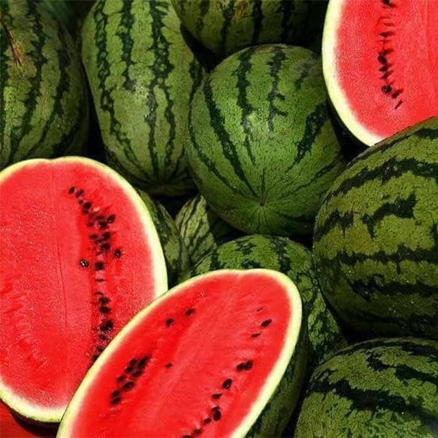 🍉Sjemenke rubin lubenice u lončanicama🌱✨