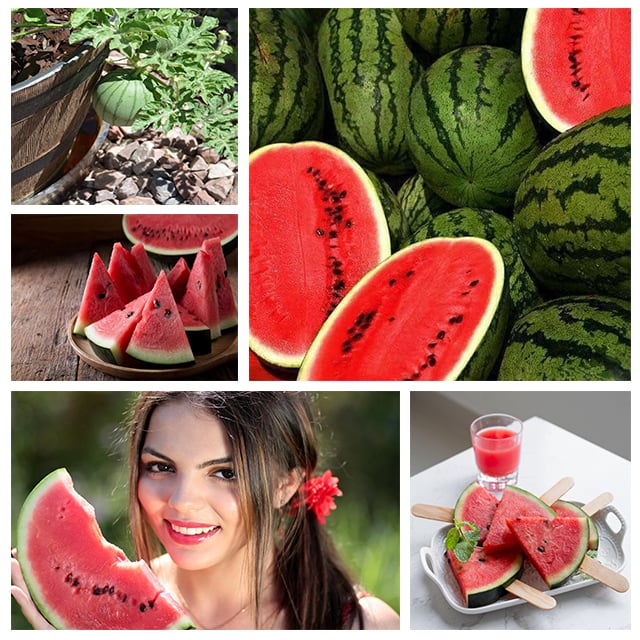 🍉Sjemenke rubin lubenice u lončanicama🌱✨