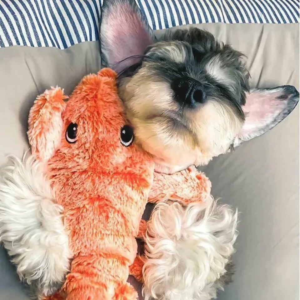 49% OFF🔥Floppy Lobster Interactive Dog Toy-3
