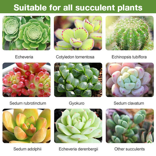 Bud Fertilizers for Succulent Plant